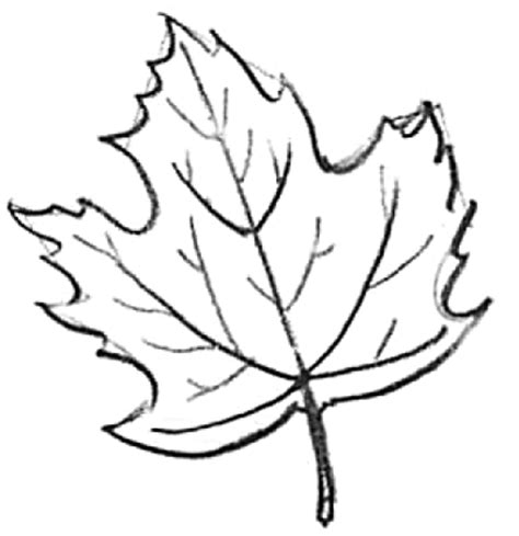 See full list on easylinedrawing.com How to Draw Maple Leaves - Easy Leaf step by step drawing ...