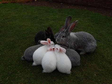 Bunny for sale she is a netherland dwarf bunny 10 weeks old. Beautiful Continental Giant Rabbits For Sale | Pudsey ...