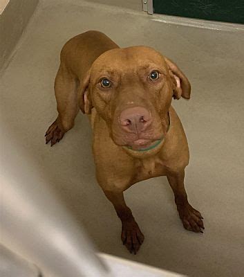 Adopt max a brown/chocolate labrador retriever / mixed dog in duluth. Pin on Adoptable Dogs