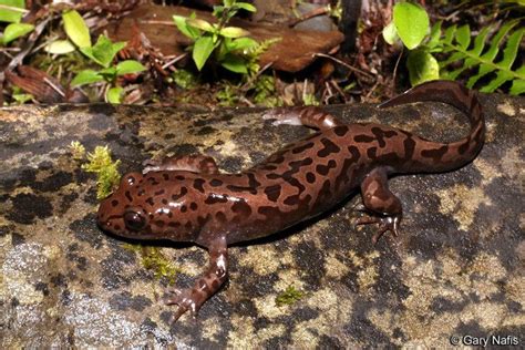 Axolotls can grow on average to a length of 9 inches (20 centimeters), but some have grown to more. Pacific giant salamander - Alchetron, the free social ...