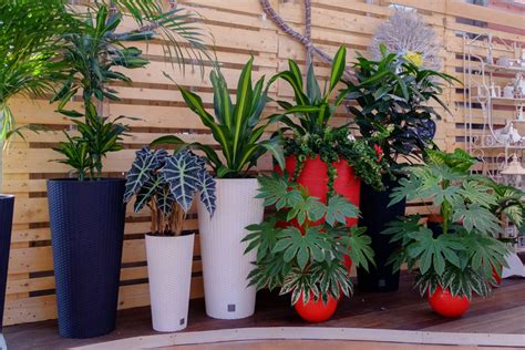 Il catalogo di piante da interno ed esterno in vendita online: Piante da appartamento e interno | Garden Roagna Vivai - Cuneo