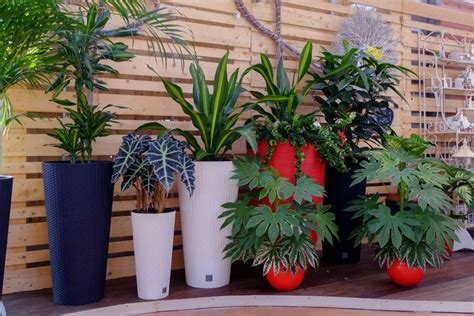 Piante giapponesi da interno per l'arte giapponese dei kokedama | wall street international. Piante da appartamento e interno | Garden Roagna Vivai - Cuneo