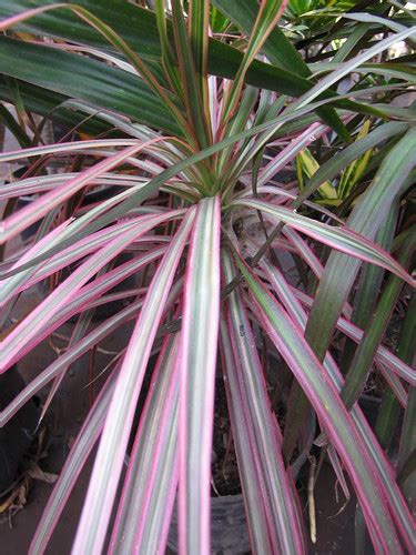 Care, fertilizer, repotting, diseases and how to grow, your dragon plant will thrive both in the home and out. starr-110209-0640-Dracaena_marginata-variegated_pink_leave ...