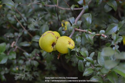 Maybe you would like to learn more about one of these? Augustine Blog: Texas Scarlet Flowering Quince Pictures ...