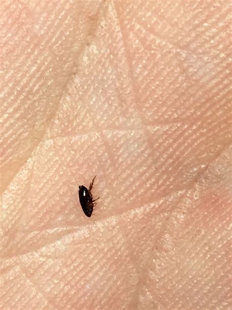 I will find tiny black bugs crawling around in my bathroom. maycintadamayantixibb: Black Jumping Beetle In House Uk