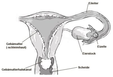 Ein großteil der frauen überschätzt aufgrund je länger der kinderwunsch bereits andauert, desto unwahrscheinlicher wird es, dass es spontan zu einer schwangerschaft kommt. Wie werde ich schnell schwanger? | Viel schneller ...