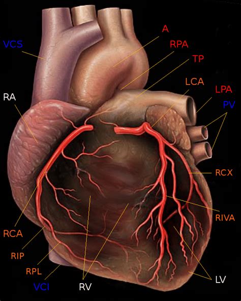 Easy arteries to find are the ones that run near the ribs. 1: Human heart showing the three main coronary arteries ...