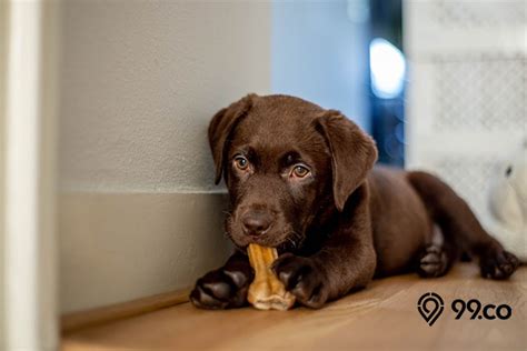 Ia juga dapat menandakan dirimu yang tengah. 11 Arti Mimpi Anjing Masuk Rumah Menurut Islam dan Primbon