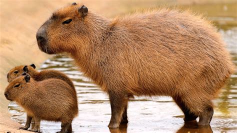 There is a magical quality to this giant rodent. El carpincho o Capibara el roedor más grande. | ANIMALES ...