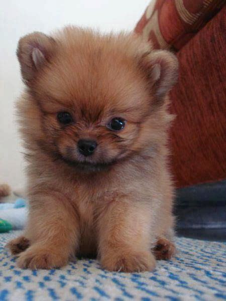 Obedience training, housebreaking, diet & nutrition, grooming Pin on ☻♥♥ Really Cute PupPies and Dogs ♥♥☻