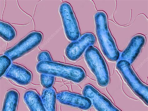 Legionella is a bacteria, which is a member of the family legionellaceae. Legionella Pneumophila, LM - Stock Image - C028/3458 - Science Photo Library