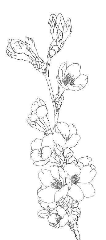 Stylized sakura flower icon flower bud cherry vector. Cherry Blossom Flower Drawing at GetDrawings | Free download
