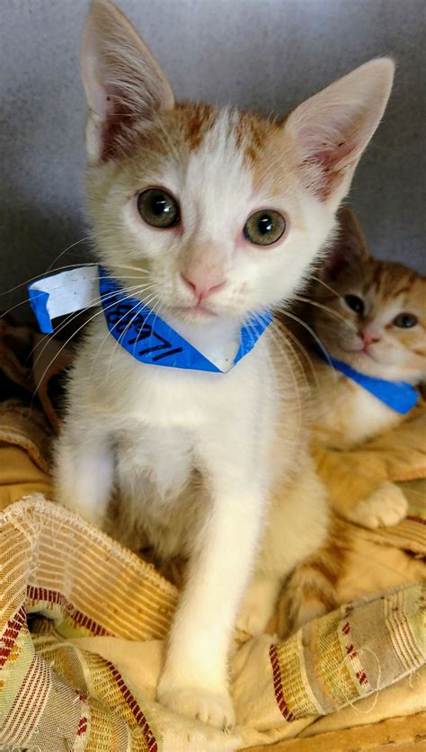 24, 2018 is now available for adoption. Take me home! Cats available for adoption | Entertainment ...