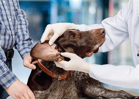 Our office is located in tulsa, ok and serves the surrounding communities of jenks and broken arrow. Animal Surgery | Tulsa, OK | Cedarwood Veterinary Clinic