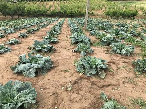 Come riparare la carrozzeria dopo una grandinata? Grandinata di ieri. Alcune zone sono state molto colpite ...