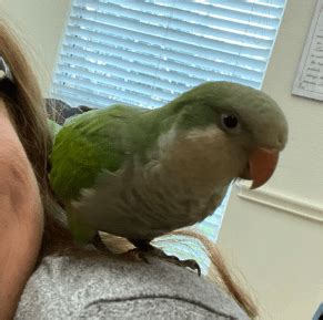 Baby birds that try to peck at your hand when you go near them to feed them are probably hungry. Green Quaker Parrots - Birds for Sale in Texas | Bird ...