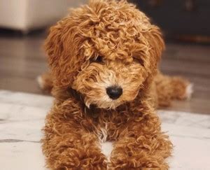 Generally cavapoos have sweet expressions and sturdy little bodies, like both of their parents. Cavapoo Puppies For Adoption Colorado - Puppy And Pets
