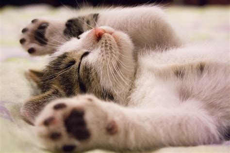 Newborn kittens cry when mom is away. Kitten Cat Small · Free photo on Pixabay