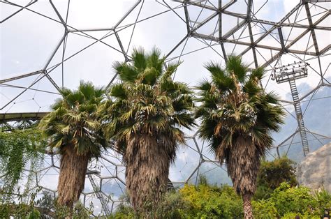 Edenva) is a visitor attraction in cornwall, england, uk. Pin by Horticulheart on Eden project 2014 | Eden project ...