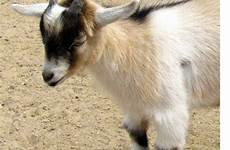 pygmy goat horns plumpton
