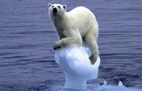 Images fantastiques de l'île russe wrangel, dans l'océan arctique. Ours Polaire Banquise Fondue - Pewter
