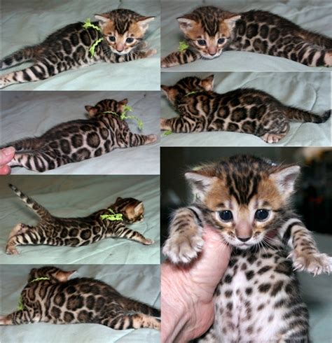 So be sure to ask about availability and we can supply pictures. Bengal Cat Diana | Bengal Kittens | San Diego California