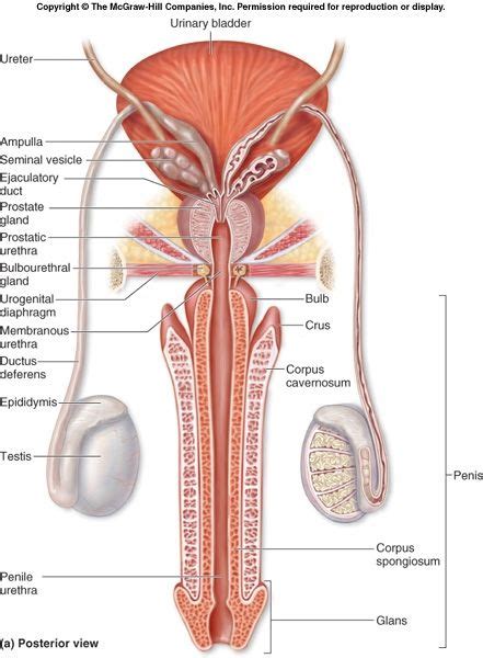 Day 1 male anatomy answer sheet. Male reproductive diagram | Reproductive system, Anatomy ...