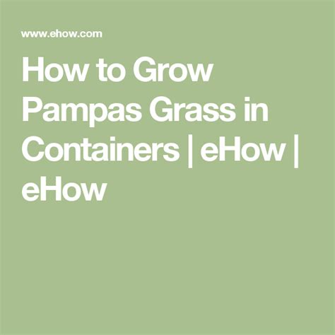 Alternatively, you can plant young pampas grass instead of starting with seeds. How to Grow Pampas Grass in Containers | Pampas, Pampas grass, Airwalk