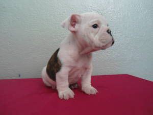 Image detail for -English Bulldog Pitbull Mix Puppies For ...