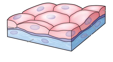 Skin is inhabited by a plethora of cells subcutaneous implantation in animal models is a common way of assessing novel biomaterials for their immunogenicity (validated by the presence. Animal tissues | Plant and animal tissues | Siyavula