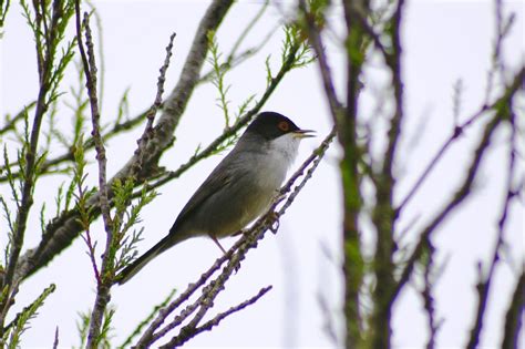 Pajarillo de aspecto rechoncho, con un diseño cromático muy llamativo en los machos. AVES DE ANDALUCÍA: Tarabilla Norteña