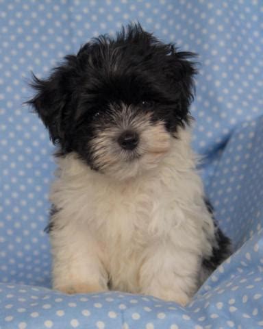 Havanese puppies for sale in texasselect a breed. AKC Havanese puppies for Sale in Scurry, Texas Classified ...