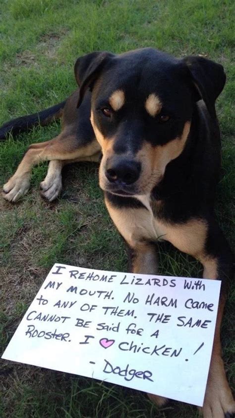 Who isn't spared from it? Pet Shaming (26 pics)
