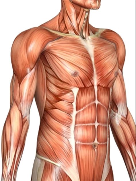 The anterior muscles of the torso (trunk) are those on the front of the body, including the muscles of the chest, abdomen, and pelvis. Unywaji maziwa huzuia maumivu ya misuli | Mtanzania