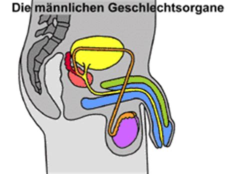 Liebe doktoren, liebe forenmitglieder, ich habe eine frage. Mediendatenbank Biologie, Geschlechtsorgane