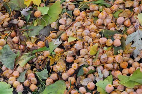Durio zibethinus (and its many cultivars) is the only species found in international markets but the other 8 can often be found in smaller local markets in southeast asia. Iron Jean-Paul: Neophyte Urban Arborist: Harvest of Stink 2013