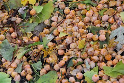 There's a reason why the ginkgo tree has survived on earth for at least 200 million years : Iron Jean-Paul: Neophyte Urban Arborist: Harvest of Stink 2013