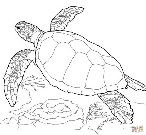 Polish your personal project or design with these loggerhead sea turtle transparent png images, make it even more personalized and more attractive. 301 Moved Permanently