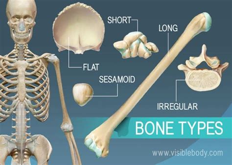 The prague folks call this anatomical vs. Overview of 5 bone types, long, short, flat, irregular ...