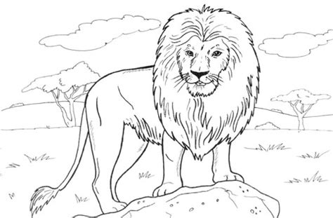 Here is full collection of free printable lion coloring sheet for kids! African Lion coloring page | Free Printable Coloring Pages