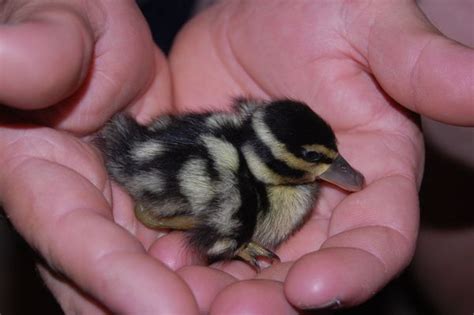 If the duckling you've found has a bright orange beak and feet, it is probably not a wild duckling. Pin by Kevin Kelso on Critters (farm) | Baby ducks, Wild ...