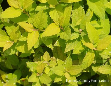 Maybe you would like to learn more about one of these? Spirea Bushes for Sale Georgia Lonsey Family Farm Kinsey ...