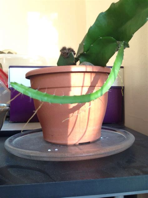 Additionally, these plants do much better when their not you never want to overwater to where the pot is waterlogged and soggy and the potting soil is running over the sides of the pot. What's with the tentacles? : cactus