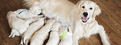 Our responsibility is to promote the temperament, appearance, soundness, natural retrieving and hunting abilities of the golden retriever. Choosing A Puppy Breeder - My Family Vets