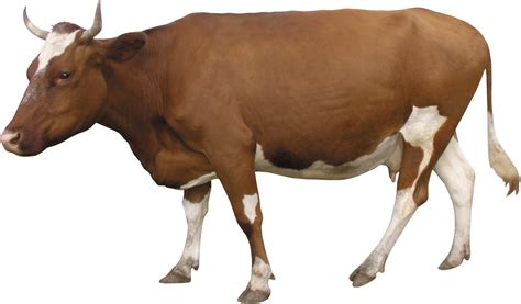 Cow png you can download 33 free cow png images. indian cow png image 10 free Cliparts | Download images on Clipground 2021