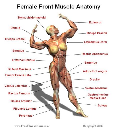 Chest muscles anatomy for bodybuilders. 1000+ images about Muscular system on Pinterest ...