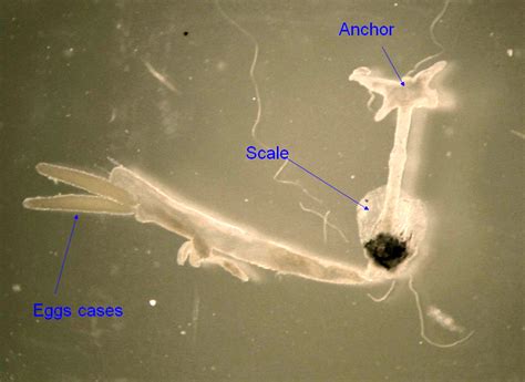 Anchor worms look like sticks or strings sticking off of the fish: lernea_CB02_annotated.jpg | Fish Pathogens