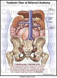 We did not find results for: Medivisuals Posterior View of Relevant Anatomy Medical ...