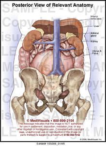 Select from 7,529 premium abdomen anatomy of the highest quality. Medivisuals Posterior View of Relevant Anatomy Medical ...