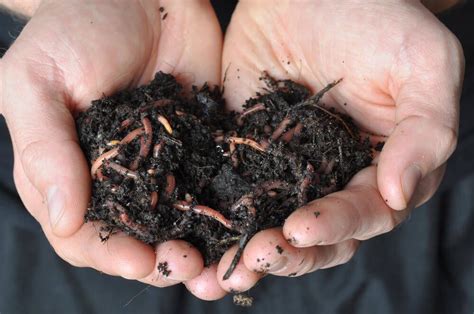 The presence of worms in your soil is an indicator of a healthy garden. Garden Log Cabin: Worms in the Yard. What Should You Do ...